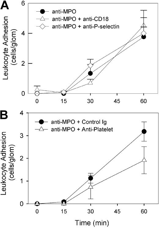 Figure 6. Roles of β2-integrins, P-selectin, and platelets in anti-MPO–induced glomerular leukocyte adhesion in mice treated with high-dose anti-MPO alone. Mice underwent treatment with high-dose (200 μg) anti-MPO in combination with various inhibitory antibodies administered prior to anti-MPO. (A) Effect of mAbs against either β2-integrins/CD18 (n = 6) or P-selectin (n = 5) on glomerular leukocyte adhesion induced by high-dose anti-MPO. Also shown are results from mice treated with anti-MPO alone. (B) Effect of platelet depletion on glomerular leukocyte adhesion induced by high-dose anti-MPO. Mice received antiplatelet serum 4 hours prior to undergoing treatment with anti-MPO (n = 6). These experiments were compared with results from mice pretreated with nonspecific rabbit IgG (n = 6).
