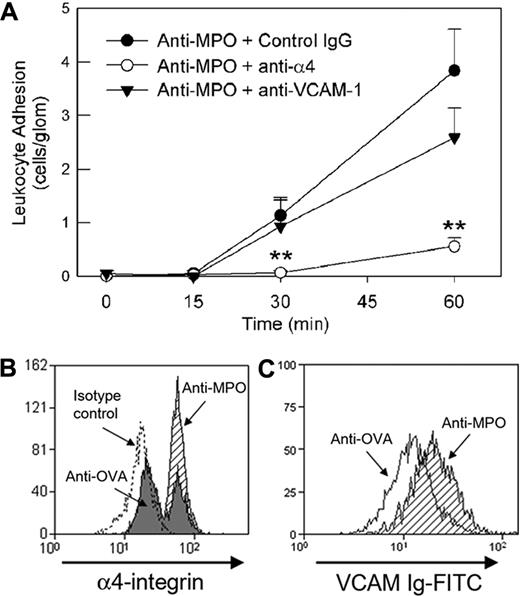 Figure 7. Role of α4-integrin in mediating glomerular neutrophil adhesion in response to high-dose anti-MPO. (A) Effect of anti–α4-integrin (PS/2, 2 mg/kg, n = 9) or anti–VCAM-1 (6C7.1, 180 μg, n = 6) versus an isotype control mAb (n = 6) on glomerular leukocyte adhesion induced by high-dose anti-MPO (200 μg), as assessed by intravital microscopy. Anti–adhesion molecule mAbs were administered prior to administration of anti-MPO. (**P < .05 vs isotype control mAb.) (B) Up-regulation of neutrophil α4-integrin expression in response to anti-MPO in vitro. Following erythrocyte lysis, leukocytes isolated from whole blood were treated with anti-MPO (shaded) or anti-OVA (filled; 50 μg/mL, 30 minutes), and α4-integrin expression was assessed via flow cytometry. Data from cells treated with the appropriate isotype control antibody for the anti–α4-integrin antibody are also shown (dotted line). Neutrophils were identified by high expression of Gr-1 and Mac-1 (M1/70). Similar procedures were performed to assess resting splenic neutrophils (not shown). The data shown are representative of 3 to 4 individual experiments using both blood and splenic neutrophils. (C) Alteration in α4-integrin affinity on splenic neutrophils, as assessed by binding of soluble VCAM-1, in response to in vivo administration of anti-MPO (200 μg intravenously, 5-30 minutes, shaded). Data are also shown for cells from mice treated with anti-OVA (open). The data shown are representative of 4 individual experiments using splenic neutrophils. Similar anti-MPO–induced affinity changes were observed when treating splenic neutrophils from naive mice with anti-MPO in vitro.