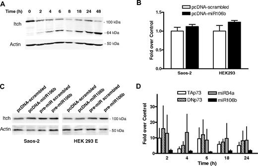 Figure 1. Regulation of Itch in chronic lymphocytic leukemia. (A) Western blotting of expression levels of protein Itch. Primary chronic lymphocytic leukemia (CLL) cells were incubated in presence of 10 nM LBH589 for the indicated times. Levels of actin were used as a loading control. Results from a representative experiment using CLL cells from 1 of the 12 analyzed patients are shown. There is a decrease in the 100 kDa band but with concomitant increase in 64 kDa cleaved product. See also Rossi et al3. (B) Luciferase reporter assay of miR106b on 3′UTR-Itch in Saos-2 and HEK293 cells. The results were expressed as mean + SD from 3 independent experiments analyzed in triplicate. (C) Western blotting of endogenous levels of protein Itch in Saos-2 and HEK293 cells upon transfection. Cells were transfected either with pcDNA plasmids harboring the mature miR106b or a scrambled sequence, or with pre-miRs for miR106b or a scrambled sequence. Levels of actin were used as a loading control. MiR106b levels were assayed by qRT-PCR, to verify the transfection. (D) Expression levels of TAp73, DNp73, miR34a, and miR106b in primary CLL cells exposed for the indicated times to 10 nM LBH589 as analyzed by qRT-PCR. Expression levels relative to the untreated sample at the corresponding time points are shown. Expression of TAp73 and DNp73 was normalized to actin; expression of miR34a and miR106b was normalized to RNU6b. Statistical differences were determined by one-way analysis of variance (ANOVA) followed by Dunnet multiple comparison test, and the results were expressed as mean ± SEM from 12 independent CLL samples analyzed in triplicate.