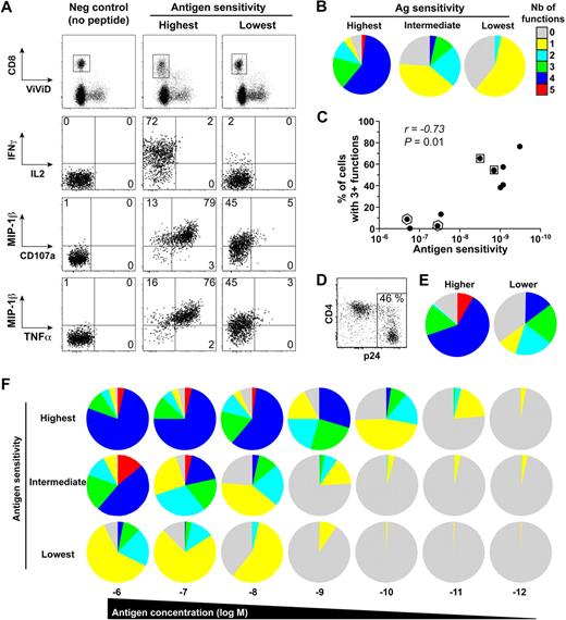 Figure 2. Functional characterization of HIV-specific CD8+ T-cell clones with distinct antigen sensitivities. (A) Representative data showing the simultaneous and independent measurement of 5 separate functions in KK10-specific CD8+ T-cell clones using 8-color flow cytometry. Cells were stimulated for 6 hours in the presence of EBV-transformed HLA B*2705+ B cells and 10−8 M peptide before intracellular staining. Function plots are gated on CD8+ViViD– cells; percentages of cells in the different quadrants, gated with respect to the corresponding negative controls (displayed for reference in the left panels for the clone with low antigen sensitivity), are shown. (B) The pie charts depict the background-adjusted polyfunctional profile of 3 representative KK10-specific CD8+ T-cell clones with different antigen sensitivities (highest, C2A; intermediate, H10G; lowest, D8B). For simplicity, responses are grouped according to the number of functions (from CD107a, IFN-γ, TNF-α, IL-2, and MIP-1β) elicited in response to antigen encounter; individual segments represent the proportions of cells within each total clonal population that exhibited the number of functions indicated. (C) Polyfunctionality, defined as the percentage of cells displaying 3 or more functions simultaneously, is plotted as a function of antigen sensitivity. Each dot represents a distinct clone; dots framed by a square or hexagon indicate clones with identical TCRB sequences. The correlation was determined using Spearman rank test. (D) Representative staining for p24 and CD4 from primary CD4+ T cells 3 days postinfection with the replicative HIV-1 strain NL4.3 pseudotyped with vesicular stomatitis virus. (E) Polyfunctional profile of 2 CD8+ T-cell clones with different antigen sensitivity for KK10 (higher, C2A; lower, H8B) after 6-hour incubation with HLA-B27 primary CD4+ T cells infected with HIV-1 (1:10 CD8 to CD4 ratio). (F) Polyfunctional profiling of 3 representative KK10-specific CD8+ T-cell clones (highest, C2A; intermediate, H10G; lowest, D8B) along a peptide concentration gradient.