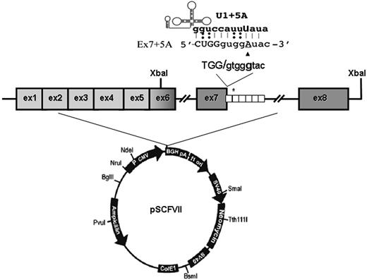 Figure 1. FVII minigene construct and modified U1-snRNAs. Schematic representation of the expression vector pSCFVII. The 37-bp repeats in the IVS7 are indicated by white boxes, and the asterisk represents the 5'ss cryptic site in the second repeat. The 5'ss consensus sequence and the 9726+5G>A change (▴) are shown at the top. The top part shows the complementary between the sequence of the mutated exon 7-IVS7 junction and the 5′ tail of the engineered U1-snRNA.