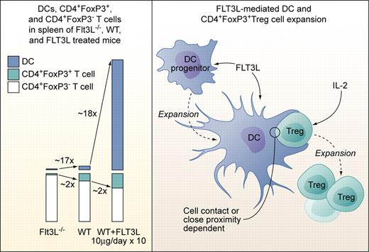 Left panel: Proportions of DCs, CD4+FoxP3+Treg cells, and CD4+FoxP3− T cells in spleens of Flt3L-deficient (Flt3L−/−), wild-type, and Flt3L-injected mice (10 μg/day i.p. or s.c. over 10 days). Right panel: Factors involved in Flt3L-mediated DC and subsequent CD4+FoxP3+Treg cell expansion. Flt3L expands DCs from DC progenitors but does not act directly on CD4+FoxP3+Treg cells. Treg expansion is dependent on exogenous IL-2 not produced by DCs, and on direct cell contact or close proximity to DCs. The factors provided by DCs to Tregs need to be defined, but Treg expansion in experimental settings used by Swee et al is not dependent on TCR-MHCII complex interaction. Professional illustration by Kenneth X. Probst.