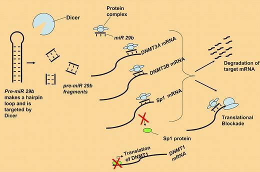 Pre-miR 29b is fragmented by dicer. The active miR 29b binds DNMT3A, 3B, and Sp1 mRNA either blocking translation or targeting them for degradation. Loss of Sp1 protein in turn down-regulates DNMT1 expression.