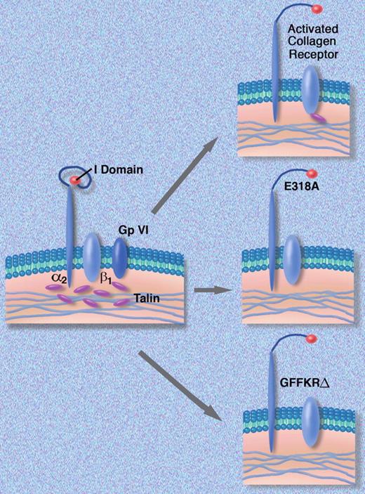 The effect of mutations introduced into the α2 polypeptide on activation of the α2β1 complex. Professional illustration by Marie Dauenheimer.