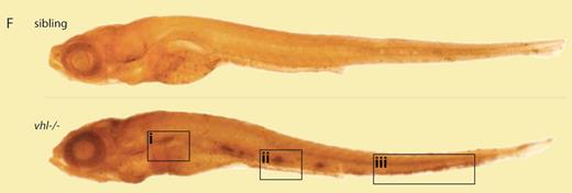 BrdU incorporation assay in wild-type and Vhl−/− zebrafish. Increased cell proliferation is detectable in all hematopoietic tissues of Vhl−/− embryos 7.5 days after fertilization, as shown in whole mount and cross-sections (original magnification ×20). CHT indicates caudal hematopoietic tissue; and PHT, pronephric hematopoietic tissue. See the complete figure in the article beginning on page 6449.
