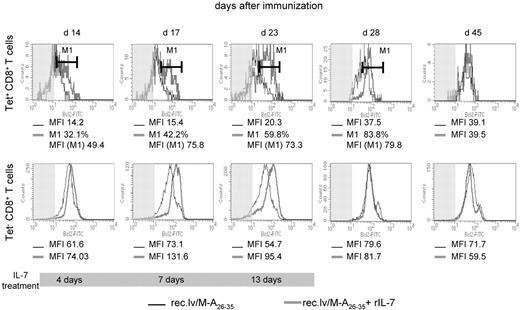Figure 3. IL-7 adjuvant treatment elicits up-regulation of Bcl-2 in Tet+ and Tet−CD8+ T cells. Histogram plots show ex vivo expression of Bcl-2 in Tet+ (top panels) and Tet− (bottom panels) CD8+ T cells upon recombinant lentivector/Melan-A26-35 immunizations without (black line) or with rIL-7 treatment (gray line; days 10-23), at the indicated time point after immunization. The shaded area represents isotype control staining. The percentage of CD8+ T cells (M1) that up-regulated Bcl-2 expression upon rIL-7 treatment, and Bcl-2 expression levels (MFI) in those cells, as well as in cells from untreated mice, are indicated for every time point. The gray bar at the bottom of the plots represents the duration of IL-7 treatment.