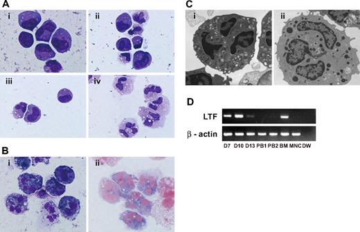 Figure 1. Morphology of hESC-derived cells and expression of lactoferrin mRNA. (A) Wright-Giemsa staining of the day-7 cells (i) revealed that they were morphologically myeloblasts and promyelocytes. On days 9 (ii) and 11 (iii), myelocytes and metamyelocytes were predominant, and on day 13 (iv; hESC-Neu), 70% to 80% of the cells appeared to be stab and segmented neutrophils. Original magnification, ×1000. (Bi) 97.3% plus or minus 1.5% of hESC-Neu's were myeloperoxidase positive. (ii) The neutrophil alkaline-phosphatase score in hESC-Neu's was 284 plus or minus 8.6. Values represent mean plus or minus SD. Original magnification, ×1000. (C) Microstructure of hESC-Neu's. Similar to steady-state neutrophils separated from peripheral blood (i), segmented nuclei and cytoplasmic granules were observed in hESC-Neu's (ii). Original magnification, ×8000. (D) Lactoferrin (LTF) mRNA was expressed in hESC-derived cells on day 7 (D7), peaked on day 10 (D10), and was weakly positive on day 13 (D13). Bone marrow mononuclear cells (BM) were strongly positive for LTF mRNA, but PB-Neu's (PB1 and 2) were negative, although faint bands were detected in PB-Neu's prepared from some donors (data not shown). As a negative control, peripheral blood mononuclear cells (MNCs) were used.