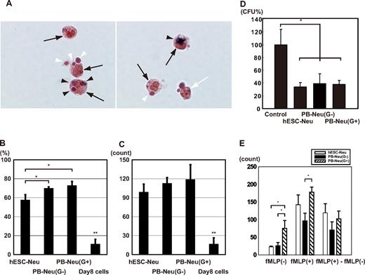 Figure 5. NBT-coated yeast cell-phagocytosis test, bactericidal activity, and chemotaxis assay. (A) NBT-coated yeast cells were added to a neutrophil suspension and incubated at 37°C. After 1 hour, the cells were stained with 1% safranin-O, and observed using a microscope. Mature neutrophils () could be easily distinguished from contaminating macrophages (white arrow; only the nucleus is observed in the figure) by the unique shape of their nuclei. Yeast cells were red-brown in color before being ingested (white arrowhead); the color began to change to purple or black beginning at the periphery of the yeast cell, and eventually became completely black () because the NBT was reduced after ingestion. Yeast cells that changed color in the cells were counted as NBT-reduction positive. Original magnification, ×400. (B) The phagocytosis rate was calculated as a percentage of the neutrophils that contained one or more yeast cells. hESC-Neu's had a slightly lower phagocytosis rate than that of PB-Neu(G−)'s and PB-Neu(G+)'s. (C) The phagocytosis score was calculated as the total number of positive yeast cells in 100 neutrophils. There were no significant differences in the phagocytosis score between hESC-Neu's and PB-Neu(G−)'s or PB-Neu(G+)'s. The cells on day 8 of the culture (day-8 cells) were rarely observed to phagocytose the yeast cells or reduce NBT. (In B-C, n = 3; bars indicate SDs; *P < .05 compared with PB-Neu(G−)'s and PB-Neu(G+)'s; **P < .05 compared with hESC-Neu's, PB-Neu(G−)'s, and PB-Neu(G+)'s.) (D) Bactericidal assay. E coli was opsonized with human AB serum, and incubated with hESC-Neu's, PB-Neu(G−)'s, PB-Neu(G+)'s, or control medium. After 1-hour incubation with hESC-Neu's, PB-Neu(G−)'s, and PB-Neu(G+)'s, the colony-forming units (CFUs) were significantly reduced to approximately 40% of the control. There were no significant differences in bactericidal activity between hESC-Neu's, PB-Neu(G−)'s, and PB-Neu(G+)'s. The CFUs of controls are presented as 100% (n = 3; bars indicate SDs; *P < .05 compared with control). (E) Chemotaxis assay by a modified Boyden chamber method. The number of neutrophils that migrated randomly (fMLP(−)) was not significantly different between hESC-Neu's and PB-Neu(G−)'s, but PB-Neu(G+)'s showed significantly greater random migration than hESC-Neu's and PB-Neu(G−)'s. The number of migrating cells increased in all hESC-Neu's, PB-Neu(G−)'s, and PB-Neu(G+)'s when fMLP was added to the lower well (fMLP(+)). The increase in the number of migrating cells induced by chemotaxis to fMLP (fMLP(+)-fMLP(−)) was not significantly different between hESC-Neu's and PB-Neu(G−)'s or PB-Neu(G+)'s (n = 3; bars indicate SDs; *P < .05).