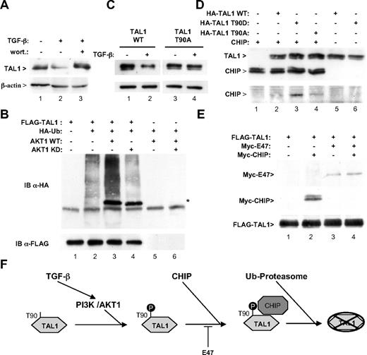 Figure 2. The PI3K/AKT1 signaling pathway is implicated in TGF-β–induced degradation of TAL1. (A) Wortmannin reverses TGF-β-induced degradation of TAL1. HeLa cells were transfected with 1 μg of pSGF-TAL1 and 10 μM wortmannin was added (lane 3) or not (lanes 1 and 2) to the culture medium 30 minutes before treatment with 10 ng/mL TGF-β1 for 9 hours (lanes 2 and 3). Cellular extracts were analyzed by immunoblot using antibodies to TAL1 (top panel) or to β-actin (bottom panel). (B) AKT1 increases TAL1 polyubiquitylation. HeLa cells were transfected with 1 μg of pSGF-TAL1 and 0.5 μg of pSG-HA-Ub, as well as 1 μg of vectors expressing HA-tagged AKT1, either wild-type (WT) or mutated in the kinase site,18 as indicated. Cell lysates were immunoprecipitated with an antibody to FLAG and immunoblot analysis was done using antibodies to HA (top panel) and to FLAG (bottom panel). (C) TAL1 T90A mutant is resistant to TGF-β–induced degradation. HeLa cells were transfected with 1 μg of pSGF-TAL1 either wild type (lanes 1 and 2) or including a change of threonine 90 to alanine (lanes 3 and 4). Cells were treated or not by TGF-β and analyzed as described for panel A. (D) TAL1 phosphorylation favors interaction with CHIP. HeLa cells were transfected with 1 μg of pRK1M/Myc-CHIP19 and HA-TAL1, either WT or including mutations T90A and T90D13 as indicated. Cell lysates were immunoprecipitated with an antibody to HA. Immunoblot analysis was done using antibodies to HA (top panel) and to Myc (bottom panel). (E) Presence of E47 prevents TAL1 interaction with CHIP. HeLa cells were transfected with 1 μg of vectors expressing pSGF-TAL1, Myc-E47,20 and Myc-CHIP as indicated. Cell lysates were immunoprecipitated with an antibody to FLAG and immunoblot analysis was done using antibodies to Myc (top panel) and to FLAG (bottom panel). (F) Schematic representation of the effect of the TGF-β/PI3K/AKT1 signaling pathway on TAL1 degradation. According to the model, TGF-β induces a PI3K/AKT1 dependent phosporylation of TAL1, which favors its interaction with CHIP, increasing TAL1 ubiquitylation and further proteolysis by the proteasome. E47, by associating with TAL1, hinders CHIP interaction.