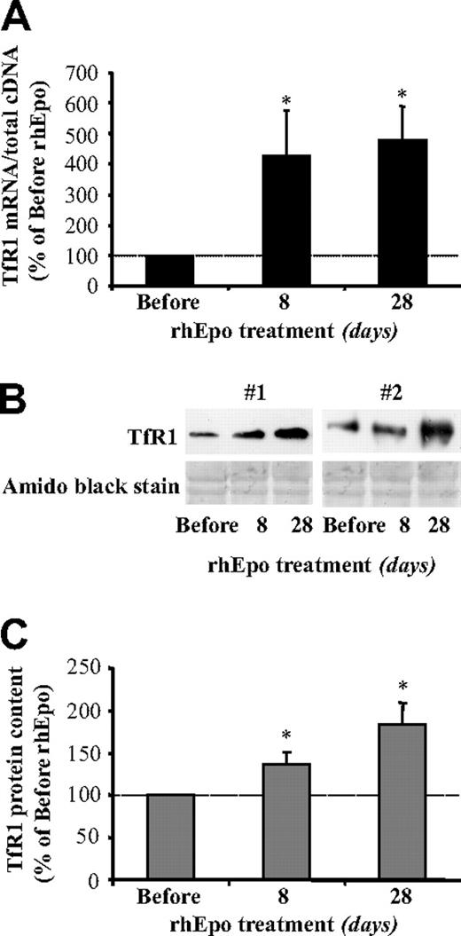 Figure 5. Treatment with rhEpo increases transferrin receptor (TfR1) expression in skeletal muscle. The figure shows the changes in TfR1 expression in muscle biopsy samples obtained from the vastus lateralis before and after 8 and 28 days of rhEpo treatment. (A) TfR1 mRNA levels were normalized to total cDNA content and are expressed in relation to the pretreatment value, arbitrarily defined as 100. (B) Equal amounts of proteins (as assessed by amido black staining) from the muscle biopsy extracts were loaded onto SDS polyacrylamide gels, immunoblotted with antibodies against TfR1, and visualized by chemiluminescence. The result shown is representative of 3 independent experiments obtained with extracts from 2 participants (#1 and #2). (C) The densitometric quantification of the immunoblot analysis of TfR1 protein content before and after 8 and 28 days of rhEpo treatment. Values are mean ± SE for 8 participants. The statistical differences from pre-rhEpo values were calculated with the Wilcoxon test; *P < .05.