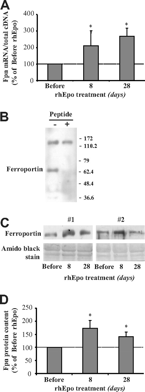 Figure 6. Treatment with rhEpo increases ferroportin expression in skeletal muscle. The figure shows the changes in ferroportin (fpn) expression in muscle biopsy samples obtained from the vastus lateralis before and after 8 and 28 days of rhEpo treatment. (A) Ferroportin mRNA levels were normalized to total cDNA content and are expressed in relation to the pretreatment value, arbitrarily defined as 100. (B) Experiments confirm antibody specificity by peptide competition: muscle extract from the same biopsy was blotted with anti–ferroportin antibody preincubated in the presence or absence of a molar excess of ferroportin peptide. The similar intensity of the band above 110 kDa indicates equal protein loading. (C) Equal amounts of proteins (as assessed by amido black staining) from muscle biopsy extracts were loaded onto SDS polyacrylamide gels, immunoblotted with antibodies against ferroportin, and visualized by chemiluminescence. The result shown is representative of 3 independent experiments obtained with extracts from 2 participants (#1 and #2). (D) The densitometric quantification of the immunoblot analysis of ferroportin protein content before and after 8 and 28 days of rhEpo treatment. Values are mean ± SE for 8 participants. The statistical differences from pre-rhEpo values were calculated with the Wilcoxon test; *P < .05.