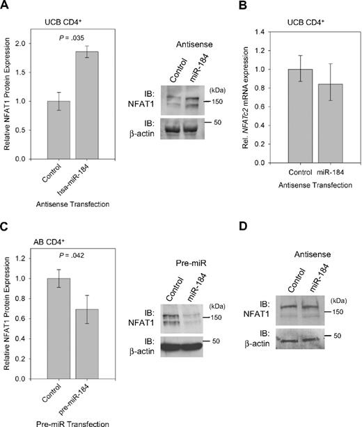 Figure 5. miR-184 negatively effects NFAT1 protein synthesis. (A) Quantification and representative blot of NFAT1 protein expression in UCB CD4+ T cells 16 hours after transfection with antisense to miR-184 (n = 3). (B) qRT-PCR analysis of samples in (A), confirming no significant change in NFATc2 mRNA quantity. (C) Quantification and representative blot of NFAT1 protein expression in AB CD4+ T cells under the following transfection with pre-miR-184 (n = 4). Blot bands were quantified using ImageJ software. (D) Western blot analysis of NFAT1 protein expression in AB CD4+ T cells 16 hours after transfection with antisense to miR-184.