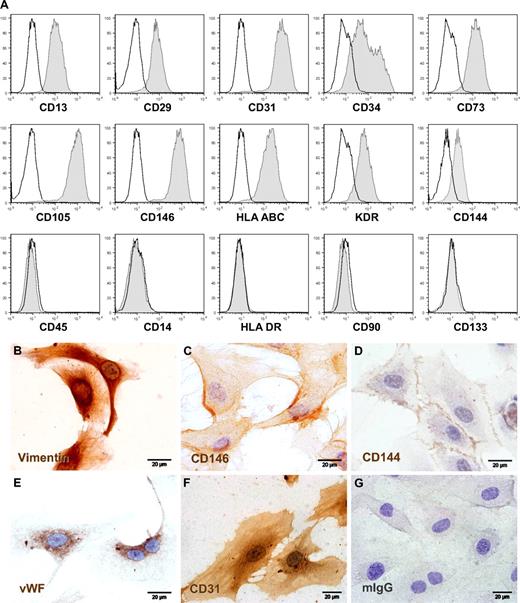 Figure 2. Phenotypic characterization of large-scale expanded ECFCs. (A) Representative flow cytometry histograms of ECFCs after humanized large-scale expansion showing reactivity with EC-expressed marker molecules (right-shifted filled gray curves compared with black lined open curves of the appropriate isotype controls) and lack of reactivity with hematopoietic (CD14 and CD45) and stem cell-associated (CD90 and CD133) or activation (human leukocyte antigen class II type DR, HLA-DR) markers. (B-G) Representative cellular localization of (B) mesodermal cytoskeleton component vimentin, (C) CD146/melanoma and endothelial cell adhesion molecule detected by prototype antibody P1H12, (D) CD144/vascular endothelial-cadherin, (E) endothelial von Willebrand factor (VWF), (F) hematopoietic stem cell and vascular EC-specific CD31/platelet-endothelial cell adhesion molecule-1, compared with (G) one representative isotype control example. ECFCs were cryopreserved after large-scale expansion and thawed before seeding in chamber slides to obtain adherent cells for cytochemistry. Staining was done as specified in supplemental data. The brown color results from precipitation of the chromogen diaminobenzidine mediated by antibody binding to the target molecule. Images were captured with an Olympus (Hamburg, Germany) DP71 camera on an Olympus BX51 microscope (original magnification 100×/1.35 NA oil objective) with the Olympus cell D image acquisition software.