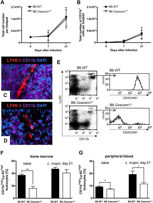 Figure 3. Characterization of the dynamics of the CD11b+ population in B6.Ceacam1−/− and B6.WT mice during leishmaniasis. (A,B) Quantification of cellular influx into infected footpads in B6.Ceacam1−/− and B6.WT mice by flow cytometry. Increase in total cell counts (A) and CD11bhigh cells (B) in the infected footpads after infection with L major on days 0, 7, and 21 after infection in B6.WT (■) and B6.Ceacam1−/− mice (○). (C,D) Representative images after immune fluorescence staining of CD11b+ cells (anti-CD11b antibody; shown in purple), lymphatic vessels (anti–LYVE-1 antibody, shown in red) in cross-sections of the infected footpads in a B6.WT mouse (C) and a B6.Ceacam1−/− mouse (D). Nuclei are stained with DAPI (blue). Magnification × 400. (E) Representative histograms show high CEACAM1 expression on the Ly-6Chigh/CD11bhigh population from peripheral blood of a B6.WT mouse (top histogram, top right square in the dot plot) but not on Ly-6Chigh/CD11bhigh population in B6.Ceacam1−/− mouse (bottom histogram). Note that the Ly-6Chigh/CD11bhigh population is diminished in the peripheral blood of a naive B6.Ceacam1−/− mouse (top right square in the bottom dot plot histogram). (F,G) Quantification of Ly-6Chigh/CD11bhigh monocyte precursors in the bone marrow (F) and peripheral blood (G) in naive and infected B6.WT (■) and B6.Ceacam1−/− mice (□). Note that naive B6.Ceacam1−/− mice harbor a significantly smaller Ly-6Chigh/CD11bhigh progenitor population in the bone marrow before infection compared with B6.WT animals, **P < .01. In peripheral blood, B6.Ceacam1−/− mice maintain a significantly reduced Ly-6Chigh/CD11bhigh population before and after infection with L major, P < .05. Data are presented as mean (± SEM) from at least 9 mice each.