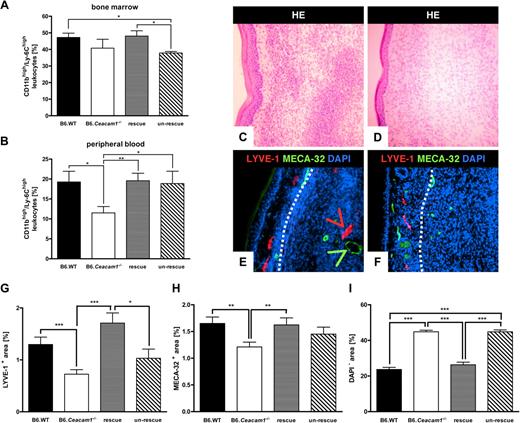 Figure 4. Analysis of the CEACAM1+/Ly-6Chigh/CD11bhigh progenitor population and local angiogenesis after reverse transfer of CEACAM1+ and CEACAM1− BM into recipient mice. (A,B) Summary of quantitative flow cytometric analyses of Ly-6Chigh/CD11bhigh populations in bone marrow (A) and peripheral blood (B) on day 21 after infection with L major after CEACAM1+ and CEACAM1− BMT into B6.Ceacam1−/− and B6.WT mice, respectively. Quantifications of Ly-6Chigh/CD11bhigh monocytic precursors after infection with L major and transfer of CEACAM1+ BM into CEACAM1− recipients (rescue, ) and transfer of CEACAM1− BM into B6.WT recipients (un-rescue, ▧) are shown. Data from B6.WT and B6.Ceacam1−/− mice are depicted in ■ and □, respectively. Data are represented as means (± SEM) from at least 6 animals each, *P < .05; **P < .01. (C-F) Histologic analyses of cross-sections of infected footpads on day 21 after infection in H&E stainings (C,D) and immune fluorescence (E,F) after BM transplantation of CEACAM1+ BM into B6.Ceacam1−/− mice (rescue; C,E) and CEACAM1− BM into B6.WT mice (un-rescue; D,F). (E,F) Lymphatic vessels are shown in red (anti–LYVE-1 labeling) and blood vessels are colored in green (anti–MECA-32 labeling). Nuclei are shown in blue (DAPI). The white dotted line indicates the boundary between the skin and the inflammatory infiltrate. Magnification ×200. (G-I) Quantification of LYVE-1+ (G) and MECA-32+ areas (H) as well as cell-free spaces (I) in inflamed areas of infected footpads in control mice and after BM transplantation as indicated. *P < .05; **P < .01; ***P < .001.