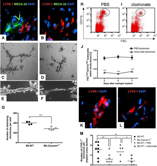 Figure 6. Analysis of morphogenic properties of CEACAM1+ and CEACAM1− inflammatory cells in vitro and in vivo. (A,B) Matrigel implants were retrieved on day 7, and cross-sections were analyzed for MECA-32+ (shown in green) and LYVE-1+ (shown in red) structures. In implants from B6.WT mice (A), lumenizing MECA-32+ and LYVE-1+ structures are visible (arrows), whereas implants from B6.Ceacam1−/− mice only contain single LYVE-1+ cells and no MECA-32+ structures (B; n = 6, magnification × 630). (C-F) Matrigel tube formation assays using implant-derived cells from B6.WT (C,E) and B6.Ceacam1−/− mice (D,F) were documented 2 days after seeding 5 × 105 cells/well; magnification × 50 (C,D) and × 200 (E,F). (G) Quantification of arborizing structures from 1 representative experiment of 4. Cells from B6.WT mice are shown in ■, those from B6. Ceacam1−/−-derived cells are shown in ○. ***P < .001. Horizontal lines indicate the mean. (H-L) Analysis of CD11bhigh monocytes and their morphogenic properties after treatment with PBS- or clodronate-loaded liposomes: Dot plot histograms of CD11bhigh cells in gate R3 after treatment with control liposomes (H) or clodronate-loaded liposomes (I). (J) Quantification of CD11bhigh populations in peripheral blood of B6.WT mice after treatment with PBS-loaded liposomes (■) or clodronate-loaded liposomes (▵). Data shown here present the mean (± SEM) of 6 animals each, with samples analyzed on days 2, 5, and 7 during Matrigel implantation; ***P < .001. (K,L) Cross-sections of Matrigel implants retrieved from B6.WT mice undergoing treatment with PBS-loaded liposomes (K) and clodronate-loaded liposomes (L). Cross-sections were stained for LYVE-1 (shown in red) and DAPI (blue), n = 6 specimens each, magnification × 1000. (M) Quantification of LYVE-1+ structures in implants from B6.WT (■) or B6.Ceacam1−/− mice (○), and B6.WT mice treated with PBS-loaded liposomes (▲) or clodronate-loaded liposomes (◇); **P < .01, *P < .05. Each symbol represents data from 1 implant. Horizontal lines indicate the mean. Experiments were performed with at least 5 animals.