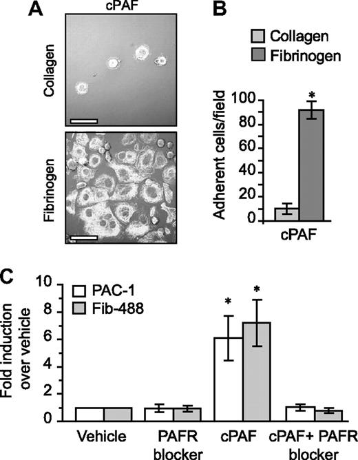 Figure 4. PAFR-dependent adherence and spreading in megakaryocytes relies on integrin αIIbβ3. (A) Megakaryocytes were placed on immobilized collagen or fibrinogen in the presence of 10 nM cPAF for 30 minutes. β-Tubulin was localized in the megakaryocytes (white stain). Scale bar represents 30 μm. (B) The number of megakaryocytes adherent to fibrinogen or collagen (ie, 30 minutes) in the presence of 10 nM cPAF. Panels A and B are representative of 3 independent experiments. (C) PAC-1 and Alexa 488–conjugated fibrinogen (Fib-488) staining in megakaryocytes that were left in suspension culture. The megakaryocytes were treated with 10 nM cPAF in the presence or absence of the PAFR blocker WEB 2086 (10 μM). The bars in panels B and C represent the mean ± SD. * identifies statistical significance (P < .05) between fibrinogen and collagen (B) or between cPAF and all the other treatments (C).