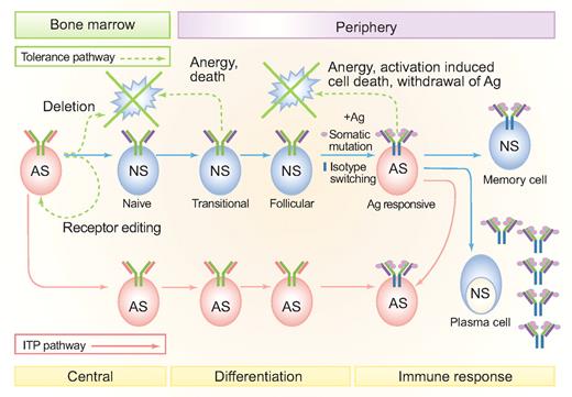 Figure 2. B-cell tolerance checkpoints and loss of self-tolerance in different forms of secondary ITP. Tolerance pathways are denoted by green dashed lines. Solid blue lines represent normal B-cell developmental stages. Where failures in central and peripheral B-cell tolerance might occur in secondary forms of ITP are shown by the solid pink lines. Central B-lymphocyte tolerance checkpoints operate during primary cell maturation in the bone marrow and include clonal deletion and receptor editing. Cross-linking of membrane-bound antibodies on immature B cells leads to apoptosis.122 Antigen receptor specificity is also revised by receptor editing, that is, the continuation or reinitiation of antibody gene rearrangement, usually at light chain loci, in lymphocytes that already have functional antibody.123 Receptor editing can change a self-reactive light chain (shown in pink) to a non–self-reactive light chain (shown in purple). Peripheral tolerance checkpoints monitor and alter the repertoire in lymphocytes that have exited from primary lymphoid organs. Even if central tolerance is perfect, there is a need to regulate peripheral tolerance because somatic mutation can randomly generate autoreactive specificities. Somatic mutations are shown as pink circles on the heavy and light chain V-regions. Heavy chain isotype switching (which usually accompanies somatic mutation during an immune response) is shown by the change in color of the heavy chain constant region from green to blue. Anergy and death of lymphocytes after an immune response also contribute to peripheral tolerance.124 Immune stimulation with a pathogen that mimics self-antigen (molecular mimicry) can also lead to a loss of peripheral tolerance and feed into the antiself ITP pathway. Peripheral AS cells in ITP can arise either primarily, through a defect in central or early tolerance checkpoints, or secondarily as a result of immune stimulation. Autoreactive peripheral B lymphocytes in ITP can include memory cells and plasma cells. Because of space constraints, only the activated cell arising from an immune response for the ITP pathway (not the plasmablast, memory cell or plasma cell) is shown. AS indicates antiself (autoreactive); NS, nonself-reactive; Ag, antigen. Professional illustration by Paulette Dennis.