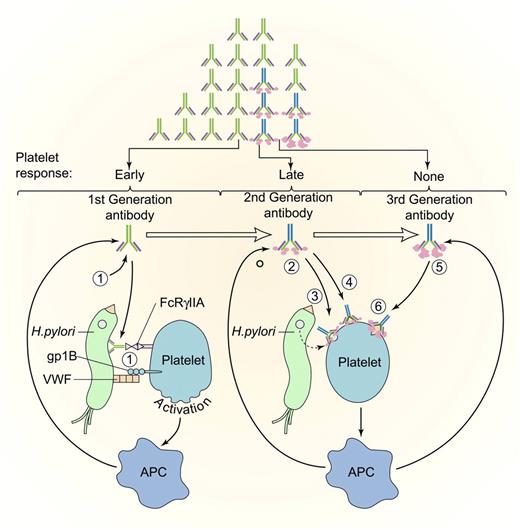 Figure 4. Evolution of antiplatelet antibodies after HP infection. Platelets may be activated by binding of first-generation HP antibodies (1) to platelet FcγIIA or through an interaction between HP-bound von Willebrand factor (VWF) and platelet glycoprotein IB (gpIB). Activation may promote platelet clearance and antigen presentation, which augments production of antibacterial antibodies. Somatic mutation may lead to the development of second-generation antibodies (2) that recognize either bacterially derived factors that bind to platelets (3) or that cross-react with platelet antigens. (4) Improved mucosal permeability or bacterial eradication with proton pump inhibitors and antibiotics may initiate the clinical response in patients with anti-HP antibodies (early response), which may be followed by a decrease in bacterial antigen and reduction in the titer of cross-reacting antibody (late durable response). In patients with protracted disease unresponsive to antibiotic eradication, antibodies to HP may have undergone additional somatic mutations (third-generation antibodies), (5) that lose their reactivity with the inciting antigen but retain platelet reactivity, (6) leading to early relapse or no response. APC indicates antigen-presenting cell. Antibodies (light chains, heavy chains, isotype switching, and somatic mutations) are drawn as in Figure 2. Modified and reprinted with permission. Professional illustration by Paulette Dennis and Kenneth Probst.