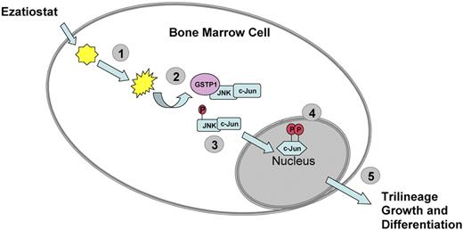 Figure 1. Ezatiostat HCl (TLK199). (1) Ezatiostat enters the cell and is hydrolyzed to its corresponding diacid. (2) The diacid form of ezatiostat binds to GST P1-1 and disrupts the interaction of GST P1-1 with JNK. (3) JNK is activated by phosphorylation and in turn activates c-Jun. (4) c-Jun and other regulators promote transcription of genes that lead to proliferation and differentiation of normal hematopoietic cells or apoptosis of malignant cells. (5) Signaling pathways are activated to promote growth and differentiation of hematologic progenitors that form neutrophils, erythrocytes, and platelets.
