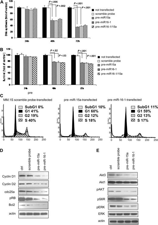 Figure 3. miRNA-15a and -16 modulates proliferation and cell cycle of MM cells. (A,B) MM cells (pre-miRNA-15a–, -16-1 probe–, and control probe–transfected and nontransfected MM.1S) were harvested at 24, 48, and 72 hours after transfection; DNA synthesis and cytotoxicity were assessed by thymidine uptake and MTT assays, respectively. Nontransfected MM.1S cells were used as controls. P values are indicated. (C) Cells were first arrested and synchronized in G2/M phase by growth in 80-nM nocodazole for 16 hours. Cells were then washed and regrown using fresh media. After 6 hours, cell cycle analysis was performed by propidium iodide staining. (D) MM cells (pre-miRNA-15a–, -16-1 probe–, control probe–transfected) were harvested at 24 hours after transfection. Whole cell lysates were subjected to Western blotting using anti–cyclin D1, –cyclin D3, cdk6, –p-Rb, -Bcl2, and -actin antibodies; nontransfected MM.1S cells were used as controls (ctrl). (E) MM cells (pre-miRNA-15a–, -16-1 probe–, control probe–transfected) were harvested at 24 hours after transfection. Whole cell lysates were subjected to Western blotting using anti–phospho(p)-AKT, -AKT1, -AKT3, –p-ERK, -ERK, p-S6R, and -actin antibodies; nontransfected MM.1S cells were used as controls (ctrl).