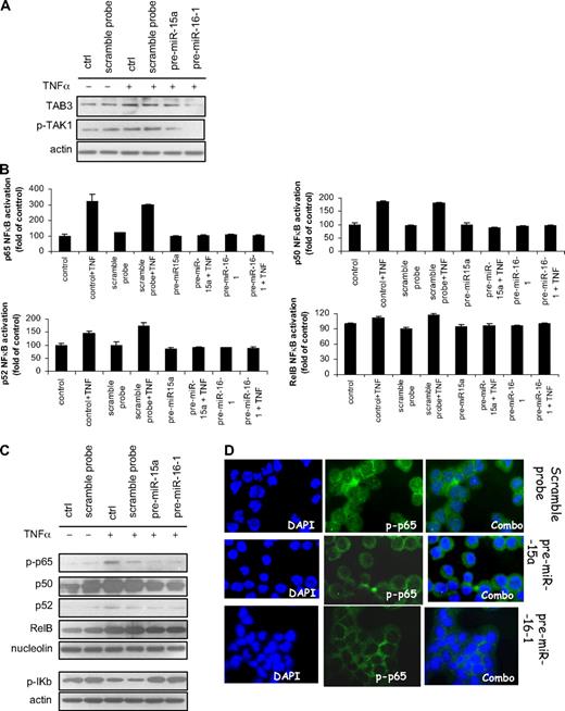 Figure 4. miRNA-15a and -16 target NF-κB in MM cells. (A) MM cells (pre-miRNA-15a–, -16-1 probe–, control probe–transfected MM.1S) were harvested at 24 hours after transfection and treated with and without TNF-α (10 ng/mL) for 20 minutes. Whole cell lysates were subjected to Western blotting using anti-TAB3, phospho(p)-TAK1, and -actin antibodies; nontransfected MM.1S cells were used as control (ctrl). (B) MM cells (pre-miRNA-15a–, -16-1 probe–, control probe–transfected MM.1S) were harvested at 24 hours after transfection and treated with and without TNF-α (10 ng/mL) for 20 minutes; nontransfected MM.1S cells were used as control (ctrl). NF-κB-p65, p50, -p52, -RelB transcription factor-binding to its consensus sequence on the plate-bound oligonucleotide was measured in nuclear extracts. All results represent means (± SD) of triplicate experiments. (C) MM cells (pre-miRNA-15a–, -16-1 probe–, control probe–transfected MM.1S) were harvested at 12 hours after transfection and treated with and without TNF-α (10 ng/mL) for 20 minutes. Nuclear and cytoplasmic protein extracts were subjected to Western blotting using anti–phospho(p)-65, -p50, -p52, -RelB, -nucleolin, –p-IkB, and -actin antibodies; nontransfected MM.1S cells were used as control (ctrl). (D) MM cells (pre-miRNA-15a–, -16-1 probe–, control probe–transfected MM.1S) were harvested at 24 hours after transfection and treated with and without TNF-α (10 ng/mL) for 20 minutes; nontransfected MM.1S cells were used as control (ctrl). Immunocytochemical analysis was assessed using anti–phospho-NF-κB-p65 antibody, with DAPI used to stain nuclei.