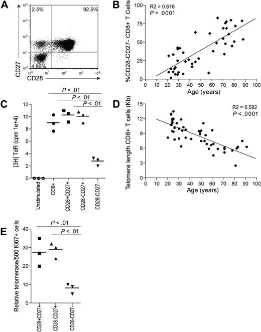 Figure 1. Changes occurring to CD8+ T cells with age and differentiation. (A) Representative example of CD28/CD27 staining using purified PBMCs gated on CD8+ T cells. (B) Data showing the correlation between highly differentiated CD28−CD27− T cells, expressed as a percentage of CD8+ T cells, and age. (C) Graph showing the proliferation of CD28/CD27 subsets assessed by 3H thymidine incorporation on day 3 after stimulation with anti-CD3 and irradiated APCs. (D) Data showing the loss of telomere length with age within CD8+ T cells. (E) Graph showing telomerase activity in CD8+ CD28/CD27 subsets. Horizontal lines depict mean values. All P values were calculated using the Student t test.