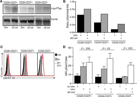 Figure 4. KLRG1 blockade increases ser473 Akt phosphorylation. (A) Representative immunoblots of pser473 and total Akt for CD8+ CD28/CD27 subsets after E-cadherin blockade. (B) Densitometric analysis of one Western blot showing the ratio between pSer Akt/total Akt after E-cadherin blockade in CD28/CD27 subsets. (C) Representative histograms of pser473 Akt flow cytometry in the CD8+ CD27/28 populations with or without E-cadherin. (D) Pooled data showing the change in pser473 Akt phosphorylation levels in donors after E-cadherin blockade. Graphs show the mean ± SE for 4 donors.