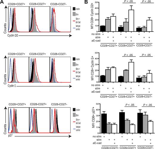 Figure 6. KLRG1 blockade causes a change in the expression of cell-cycle molecules. (A) Representative histograms of cyclin D2, cyclin E, and p27 flow cytometry in the CD8+ CD27/28 populations with or without the E-cadherin–blocking antibody. (B) Graphs showing the change in cyclin D2, cyclin E, and p27 phosphorylation levels in donors after E-cadherin blockade. Graphs show the mean ± SE for 3 donors. All P values were calculated using the Student t test.