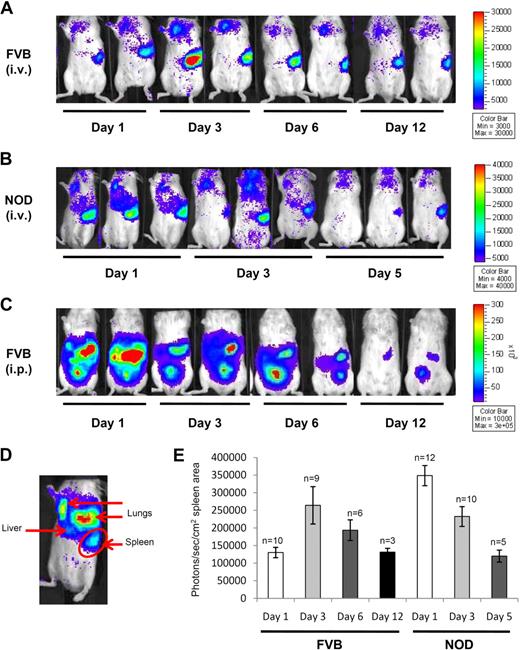 Figure 1. In vivo imaging of BM-DCs. In vivo imaging of Luc+ DC homing over time in FVB mice (A) and NOD mice (B) after intravenous injection, and in FVB mice after intraperitoneal injection (C). Scale represents the number of photons per second/per cm2. (D) Annotation on the source of lights from Luc+ DCs after intravenous injection. (E) Quantitation of the signal emitted from Luc+ DCs in the spleen area (as delimited in panel D; mean ± SE, n value shown above each bar) after intravenous injection in FVB and NOD mice. Mice were imaged for 5 minutes under anesthesia.