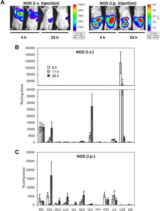 Figure 3. In vivo imaging and ex vivo biodistribution analysis of early BM-DC homing. (A) In vivo imaging of Luc+ DC homing in NOD mice 4 and 24 hours after intravenous or intraperitoneal injection. (B,C) Relative biodistribution of Luc+ DCs in NOD mice at 6, 11, and 26 hours after intravenous (B) or intraperitoneal (C) injection. See Table 1 for tissue legend (caudate lobe of the liver was used). Data show the mean from 3 mice ± SE.