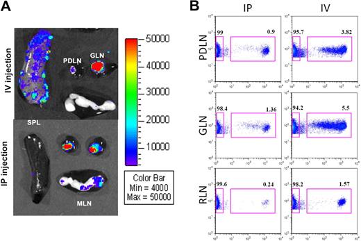Figure 7. Differential homing of BM-DCs within PLNs. (A) Ex vivo imaging of spleen, PLNs (PDLN vs GLN), and MLNs from NOD mice 2 to 3 days after intravenous or intraperitoneal injection of Luc+ DCs. Tissues were imaged for 5 minutes. Representative data from more than 10 mice. (B) Proliferation of BDC2.5 T cells, by CFSE dilution (x-axis), in PDLN, GLN, and RLNs, 3 days after intraperitoneal or intravenous injection. Data shown were gated on CD4 (y-axis). Data from CLNs and MLNs (not shown) were similar to RLNs.