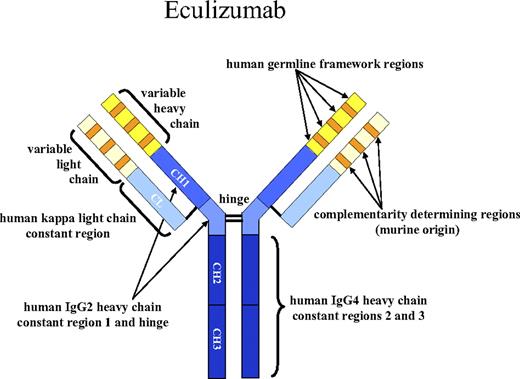 Figure 2. Structure of eculizumab. Eculizumab was engineered to reduce immunogenicity and eliminate effector function. Human IgG2 and IgG4 heavy-chain sequences were combined to form a hybrid constant region that is unable to bind Fc receptors or to activate the complement cascade. Eculizumab exhibits high affinity for human C5, effectively blocking its cleavage and downstream proinflammatory and cell lytic properties. Reprinted from Rother et al36 with permission.