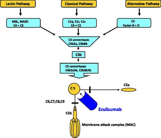 Figure 3. Overview of the complement cascade. Classic, alternative, and lectin pathways converge at the point of C3 activation. The lytic pathway is initiated with the formation of C5 convertase and leads to the assembly of the C5, C6, C7, C8, (n) C9 membrane attack complex. Eculizumab is a monoclonal antibody that binds to C5, thereby preventing the formation of C5a and C5b. C5b is the initiating component of the MAC. Reprinted from Brodsky37 with permission.