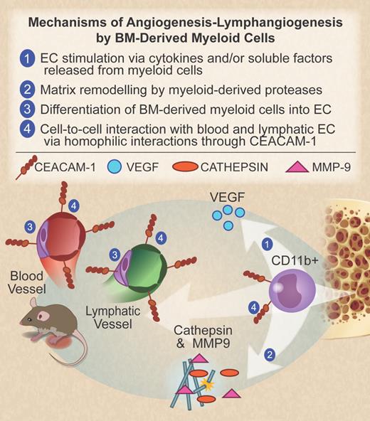 CD11b+ myeloid progenitor cells, originating from the bone marrow, migrate to the site of inflammation to promote angiogenesis and lymphangiogenesis. Several possible mechanisms are listed here. (1) Release of cytokines and growth factors with proangiogenic activity, including VEGF. (2) Production of proteases such as the cysteine protease cathepsin and matrix metalloprotease-9 (MMP-9), which mediate degradation of the extracellular matrix and release of VEGF from its membrane-bound form. (3) Myeloid cell differentiation into endothelial cells, a mechanism that is still debated. (4) Direct interaction between myeloid cells and blood or lymphatic endothelial cells through CEACAM1 in an homophilic manner, as described by Horst et al in the article that begins on page 6726. Professional illustration by Debra T. Dartez.