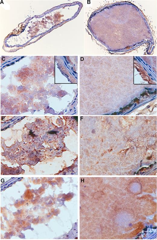 Figure 7. Immunohistochemical analysis of carotid arterial thrombi. Sections of thrombi produced in Flox/flox/Cre (A,C,E,G) and Flox/flox (B,D,F,H) mice (representative of 3 animals each) were stained for TF (A-D), fibrin (E,F), and platelets (G,H). A,B = 10×/0.30 UPlanFL; C-H = 60×/0.80 Ach. Insets in panels C and D show TF staining of adventitia and media.