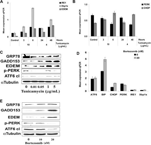 Figure 3. Tunicamycin induces terminal/proapoptotic ER stress. (A,B) Time- and dose-dependent induction of gene expression using relative quantitative RT-PCR (qPCR) in BCWM.1 cells treated with tunicamycin, 4 μg/mL for 24 and 48 hours and 10 μg/mL for 3 and 6 hours, respectively. All data represent mean plus or minus SD of triplicate experiments. (A) Expression of genes of the IRE1 pathway, including IRE1, Xbp-1s, and EDEM. (B) Expression of genes of the PERK pathway, including PERK and GADD153/CHOP. (C) Dose-dependent induction of terminal/proapoptotic ER stress proteins. BCWM.1 cells were cultured with tunicamycin (0.1 μg/mL to 5 μg/mL) for 6 hours. Whole-cell lysates were subjecting to Western blotting using anti-GADD153/CHOP, -GRP78/BiP, -ATF6, -p-PERK, -EDEM, and α-tubulin antibodies. (D,E) Bortezomib-induced ER stress in WM disease. (D) We studied expression at the transcriptional level of ATF6, GRP78/BiP, PERK, GADD153/CHOP, IRE1, and Xbp-1s following treatment of BCWM.1cells for 6 hours with 20 ng/mL bortezomib. (E) Induction of terminal/proapoptotic ER stress proteins was also studied in BCWM.1 cells cultured with 20 ng/mL bortezomib for 6 hours. Whole-cell lysates were subjected to Western blotting using anti-GADD153/CHOP, -GRP78/BiP, -ATF6, -p-PERK, -EDEM, and α-tubulin antibodies.