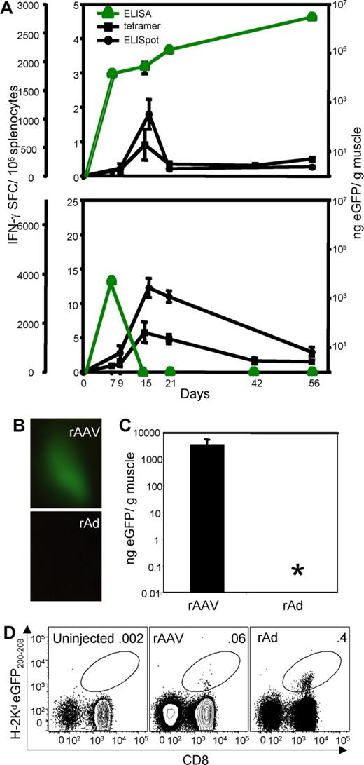 Figure 1. Pattern of eGFP expression and CD8+ T-cell immunity in vector-treated animals. (A) Mice treated with rAAVeGFP (top panel) and rAdeGFP (bottom panel) were analyzed for eGFP protein content of transduced muscle and frequency of eGFP200-208 specific CD8+ T cells in spleen by IFN-γ ELISpot and tetramer analysis. Groups of 5 to 8 individual mice (with ± SEM) is shown (note differences in scale). eGFP gene expression in quadriceps muscle 252 days after vector administration was evaluated by direct imaging (B) and protein quantification by ELISA (C). Asterisk indicates that eGFP was below the ELISA detection limit. (D) Flow cytometric analysis of splenocytes from mice that were untreated (left) or inoculated intramuscularly 252 days earlier with rAAVeGFP (center) and rAdeGFP (right). Numbers represent the percentage of CD8+ T cells that stain with the H-2Kd eGFP200-208 tetrameric complex. Gated on FSC/SSC appropriate for lymphocytes, propidium iodide–negative (PI−)CD4−B220−F4/80−CD3+ cells.
