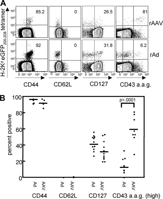 Figure 2. Phenotype analysis of splenic eGFP-specific CD8+ T cells. (A) 56 days after rAAVeGFP (top panel) or rAdeGFP (bottom panel) administration, splenocytes were costained with the eGFP200-208 tetramer and antibodies to CD8, CD44, CD62L, CD127, and CD43 activation–associated glycoform (CD43 a.a.g.). Numbers represent percentage of tetramer+ CD8+ T cells that stain positive for each cell surface molecule. Gated as in Figure 1D. Data represent 2 independent experiments with 5 to 8 individual animals per group. (B) Scatter plot representing eGFP200-208 tetramer and antibody staining to cell surface markers CD44, CD62L, CD127 and the CD43 activation–associated glycoform on splenocytes isolated from individual rAAVeGFP-treated and rAdeGFP-treated mice at day 56. Each dot represents the frequency of eGFP-tetramer+ cells that stain positive for each cell surface marker for an individual mouse. Statistical differences in surface marker expression between the rAdeGFP and rAAVeGFP-primed cells were analyzed using the Student t test.