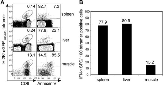 Figure 4. Analysis of CD8+ T cells infiltrating rAAVeGFP-transduced quadriceps muscle. (A) (Left column) H-2Kd eGFP200-208 tetramer staining of lymphocytes isolated from spleen, liver, and muscle of mice injected with rAAVeGFP 56 days earlier. Numbers represent the percentage of CD8+ T cells that costain with the eGFP tetramer. Plots were gated as in Figure 1D. (Right column) Annexin V binding by H-2Kd eGFP200-208 tetramer+ CD8+ T lymphocytes isolated from spleen, liver, and muscle of mice injected with rAAVeGFP 56 days earlier. Numbers represent the percentage of tetramer+ cells that are negative (top left quadrant) and positive (top right quadrant) for annexin V binding. Plots were gated on FSC/SSC appropriate for lymphocytes, PI−CD4−B220−F4/80−CD3+CD8+ cells. (B) Side-by-side IFN-γ ELISpot analysis of eGFP200-208-specific CD8+ T lymphocytes harvested from spleen, liver, and quadriceps muscle 56 days after transduction with rAAVeGFP (performed in parallel with experiment depicted in panel A). Numbers represent the number of spot forming cells per 100 eGFP-tetramer+ cells. Data represent 2 independent experiments each with tissues pooled from 5 mice. The relationship between IFN-γ secretion and annexin V binding was assessed using the standard correlation equation, where r = −.95, P < .001; n = 6.