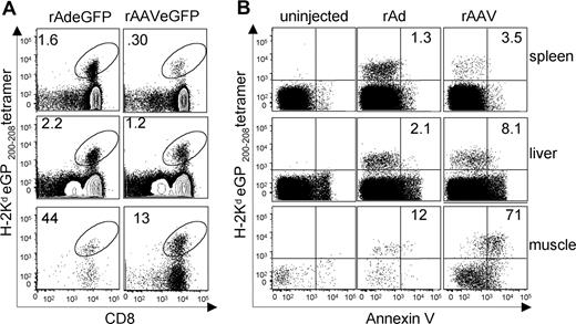 Figure 5. Analysis of CD8+ T cells infiltrating rAAVeGFP and rAdeGFP-transduced quadriceps muscle. (A) H-2Kd eGFP200-208 tetramer staining of lymphocytes isolated from spleen, liver, and muscle of mice injected with rAAVeGFP and rAdeGFP 56 days earlier. Numbers represent the percentage of CD8+ T cells that costain with the eGFP tetramer. Plots were gated as in Figure 1D. (B) Annexin V binding by H-2Kd eGFP200-208 tetramer+ CD8+ T lymphocytes harvested from quadriceps muscle 56 days after transduction with rAAVeGFP or rAdeGFP. Annexin V binding by eGFP200-208-specific CD8+ T cells isolated from the spleen and liver of the same animals are shown for comparison. Plots gated as in Figure 4A (right column). Numbers represent the percentage of tetramer+ cells (rAAVeGFP and rAdeGFP-inoculated animals) that bind annexin V. Data represent 4 independent experiments each with tissues pooled from 5 mice. For interpretation of differences in annexin V binding by tetramer+ cells in spleen, liver and muscle, an analysis of variance test was performed (1-way ANOVA for correlated samples followed by Tukey's test). For the rAAVeGFP-treated mice, spleen versus muscle P < .01, liver versus muscle P < .01 and spleen versus liver P > .1. For the rAdeGFP-treated mice, differences in variance among the 3 tissues were not significant.