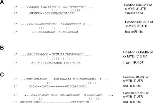 Figure 1. The human c-myb 3′-UTR harbors putative binding sites complementary to miR-15a, miR-107 and miR-150. (A) Complementarity between miR-15a and the 2 putative c-myb 3′-UTR sites targeted (634-661 bp and 661-687 bp downstream from the c-myb stop codon). (B) Complementarity between miR-107 and the single putative c-myb 3′-UTR site targeted (660-686 bp downstream from the c-myb stop codon). (C) Complementarity between miR-150 and the 2 putative c-myb 3′-UTR sites targeted (801-835 bp and 876-910 bp downstream from the c-myb stop codon). Sequence conservation (italics) across human, mouse, rat, and dog is also indicated.