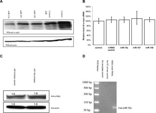 Figure 3. miR-15a can decrease endogenous c-Myb protein levels in K562 cells. (A) K562 cells were transfected with 50-nM concentration of a given RNA oligonucleotide. Forty-eight hours after transfection, c-Myb protein Western blot analysis was performed with cell lysates obtained from the transfected K562 cells. (B) Quantitative real-time PCR (QRT-PCR) assay performed on RNA isolated from K562 cells transfected with the indicated RNA oligonucleotide molecules. Data are presented as a function of c-myb mRNA copies relative to GAPDH mRNA. Mock (control) cells were subjected to nucleoporation, but in the absence of RNA. The mean c-myb mRNA level are from 3 independent transfection experiments. (C) K562 cells were transfected with 100 nM has-miR-15a inhibitor (miR-15a-In) or miR inhibitor negative control (miR-In-Control). Forty-eight hours after transfection, c-Myb protein Western blot analysis was carried out using cell lysates from the transfected K562 cells. (D) Detection of the expression of miR-15a in K562 cells using mirVana qRT-PCR primer set (Ambion) according the manufacturer's instructions.