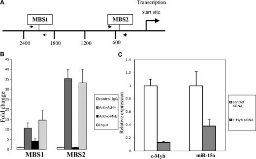 Figure 6. c-Myb regulates miR-15a expression. (A) Diagram indicates the c-Myb binding sites (MBS) in the miR-15a promoter, as well as the primers (arrows) used for ChIP assays. (B) ChIP assay shows c-Myb binding to miR-15a in K562 cells through Myb binding site 1. Protein-DNA complexes from K562 cells were immunoprecipitated with normal mouse IgG, antiacetylated H4 monoclonal antibody(Ac-H4) or c-Myb monoclonal antibody. Real-time PCR was performed using miR-15a promoter primers flanked c-Myb binding sites. Fold enrichment of a given DNA region was calculated as the ratio between the enrichment obtained with a specific antibody and that obtained with the normal IgG. Results are the average of 3 independent cross-linking ChIP experiments. Error bars indicate standard error. (C) c-myb siRNA down-regulate miR-15a expression in K562 cells. K562 cells were transfected with 100 nM c-myb siRNA or control siRNA. Forty-eight hours after transfection, c-myb and miR-15a expression was examined using a quantitative real-time PCR (QRT-PCR) assay performed on RNA isolated from K562 cells transfected with the indicated RNA oligonucleotide molecules. Results depicted are representative of 3 independents experiments.