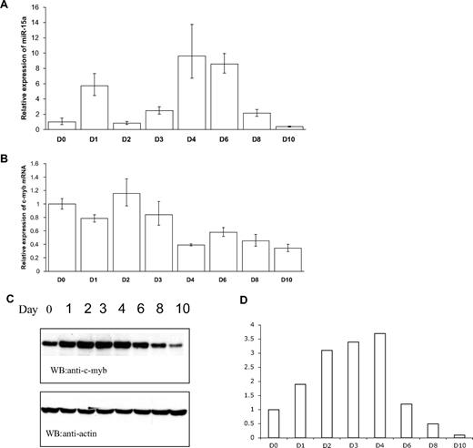 Figure 7. Expression of miR-15a and c-Myb in human CD34+ cells cultured under conditions favoring erythroid differentiation. Human CD34+ cells were grown in medium supplemented with SCF and Epo. The expression of miR-15a (A) and c-myb (B) was examined on days 1, 2, 3, 4, 6, 8, and 10 using mirVana qRT-PCR miRNA detection method for miR-15a, or general real-time PCR for c-myb. c-Myb protein was measured by western-blotting (C) and quantitation of the c-Myb protein was done by density analysis (D). Representative data from 3 independent experiments are shown.