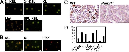Figure 1. PSF1 expression in proliferating HSC population. (A,B) Immunostaining of several BM (A) or FL-derived (B) HC population with anti-PSF1 antibody. (A) CD34−KSL (CD34−c-kit+Sca-1+Lin− cells), 34+KSL (CD34+c-kit+Sca-1+Lin− cells), KL (c-kit+Sca-1−Lin− cells), Lin+ (Lin+ cells), and 5-FU KSL (5-FU-treated mouse derived CD34+KSL cells). (B) KSL (c-kit+Sca-1+Lin− cells), KL (c-kit+Sca-1−Lin− cells), and Lin+ (Lin+ cells). Green color shows PSF1 staining. Nuclei were counterstained with PI (red). Bar represents 10 μm. (C) Sections of E12.5 FL from wild-type (WT) or Runx1−/− mice were stained with anti-PSF1 polyclonal antibody. Sections were counterstained with hematoxylin (original magnification ×400). Arrows indicate PSF1+ cells. Bars represent 50 μm. (D) PSF1 mRNA expression in various HC fractions of BM or FL cells as indicated in panel A. 5-FU KSL indicates KSL cells were sorted from BM of mice 4 days after treatment with 5-FU. The values were normalized to the amount of mRNA in Lin+ cells from BM.