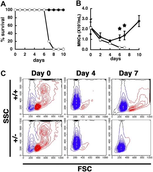 Figure 3. Hypersensitivity of PSF1+/− mice to 5-FU. (A) Survival curves after 5-FU injection. ○ indicate PSF1+/− 8-week-old mice (n = 10); and ●, wild-type 8-week-old mice (n = 10). (B) Number of mononuclear cells in the peripheral blood of wild-type (●) and PSF1+/− (○) mice over time after 5-FU injection. 5-FU was injected into 8-week-old mice on day 0. Means plus or minus SEM are shown (n = 10). *P < .05 vs those in PSF1+/− mice on days 2, 4, 6, 8, and 10 after BM ablation with 5-FU. (C) Kinetics of BM cells after 5-FU injection. +/+ indicates wild-type mice; and +/−, PSF1+/− mice. Results of FACS analysis are shown. SSC indicates side-scattered light; and FSC, forward-scattered light. Blue represents RBC; and red, leukocytes.