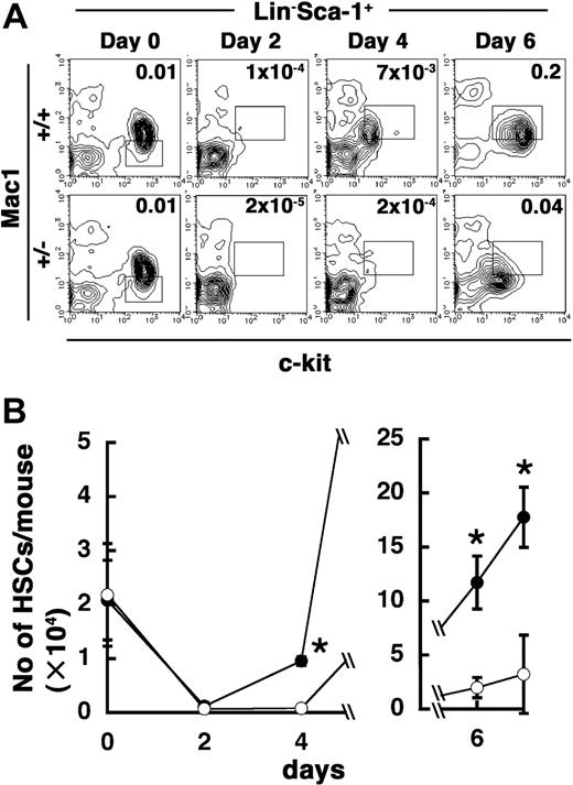 Figure 4. Both alleles of PSF1 are required for acute reconstitution after BM ablation. (A) Time course of c-kit and Mac-1 expression in Lin−Sca-1+ cells during BM reconstitution after 5-FU injection (+/+, 8-week-old wild-type mice; +/−, 8-week-old PSF1+/− mice). Results of FACS analysis are shown. Boxes indicate HSC-containing populations. Percentage of all BM cells corresponding to HSC population indicated by the box is shown in the right corner of each figure. (B) Total number of KSL cells derived from the femurs and tibias of wild-type (●) and PSF1+/− mice (○) on the indicated days before (day 0) and after 5-FU injection as described in panel A. *P < .05 versus that in PSF1+/− mice on the respective day.