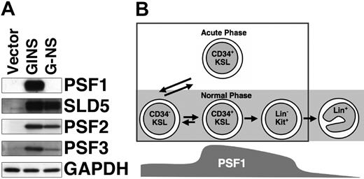 Figure 6. PSF1 mutually regulates molecular stability of other GINS components. (A) Western blot analysis of GINS components ectopically expressed on NIH3T3 cells. Cells were cotransfected with VSVG-PSF2, HA-PSF3, and Myc-SLD5 in the presence (GINS) or absence (G-NS) of Flag-PSF1 or empty vector (Vector). The blots were probed with specific antibodies as indicated. GAPDH was used as a loading control. (B) Scheme of PSF1 expression in the course of HSC differentiation. The level of PSF1 expression is represented by the dark gray area. Both alleles of PSF1 are essential for populations in the light gray area.