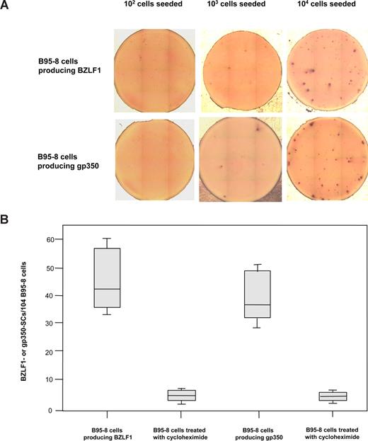 Figure 2. Secretion of BZLF1 products or gp350 by EBV-positive B95-8 cells. (A) Detection of BZLF1- and gp350-SCs by ELISpot assays in wells seeded with 102 to 104 EBV-positive B95-8 cells. (B) Enumeration of BZLF1- and gp350-SCs when cells were treated or not with cycloheximide. The ends of the boxes define the 25th and 75th percentiles, with a line at the median; error bars represent the 10th and 90th percentiles.
